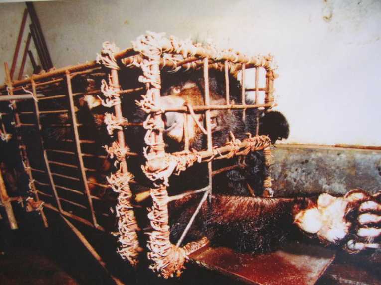 Demand for illegal bear bile sores in Asia