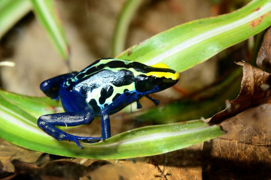 Interesting frog father behaviour