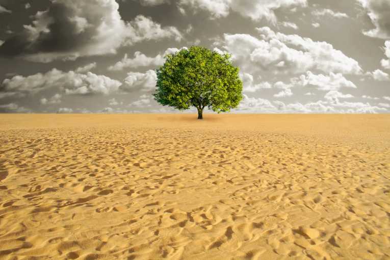 Is The Great Green Wall The End Of The Line For Desertification?