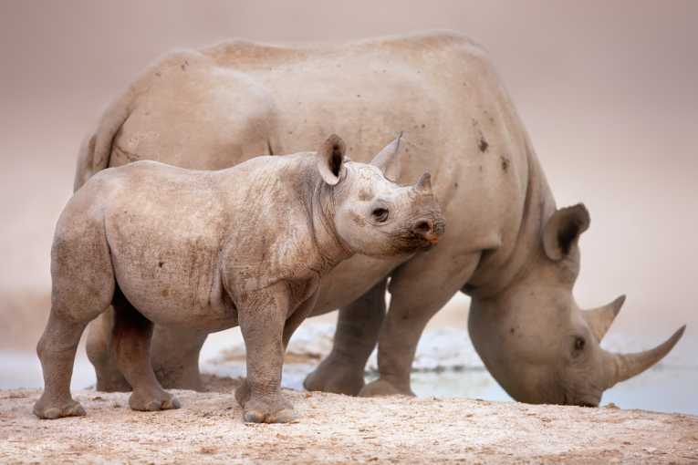 Desperation shows after black year for rhinos
