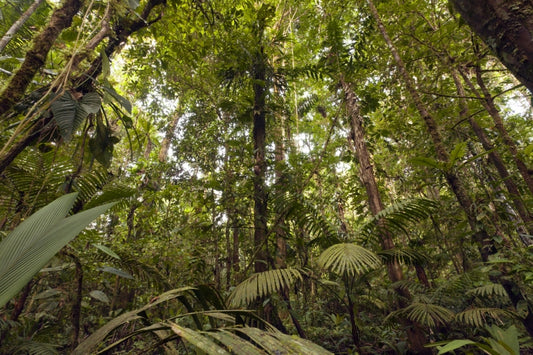 Destroying Amazonian forest cuts rainfall