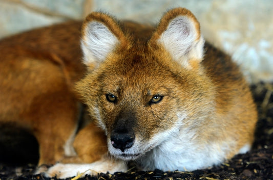 Dhole (Cuon alpinus) Conservation