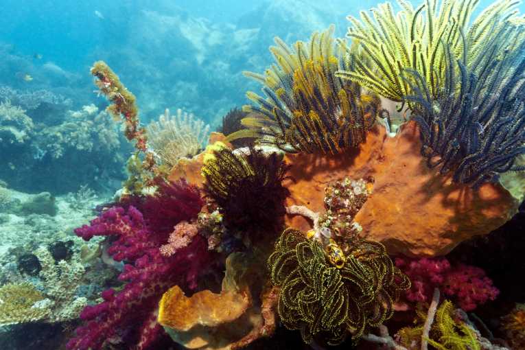 Diagnosing Coral Reef Diseases