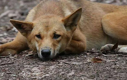 Dingo rules - both kangaroos and nutrient supplies.