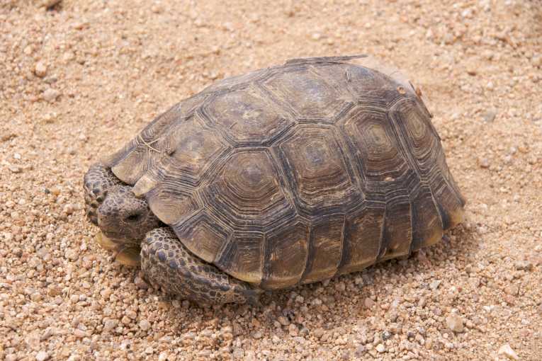DNA tests unravel a tricky tortoise mystery