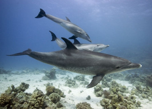 Dolphin ecology from the inside out