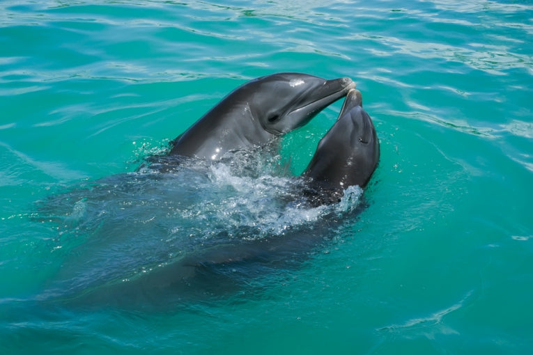 What dolphin genes show us about convergent intelligence