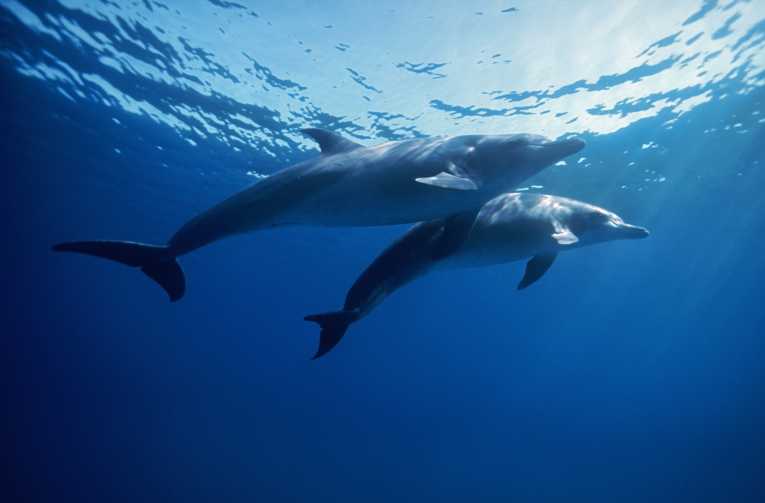 Dolphins could help heal humans