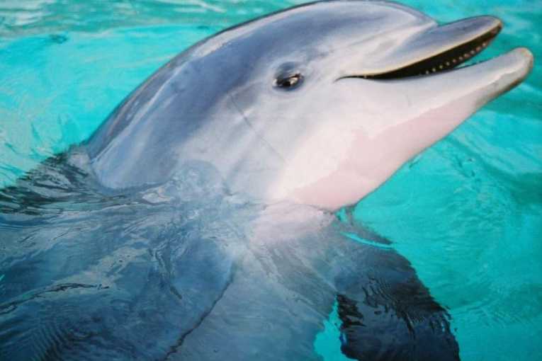 Dolphins in rehab get hearing tests