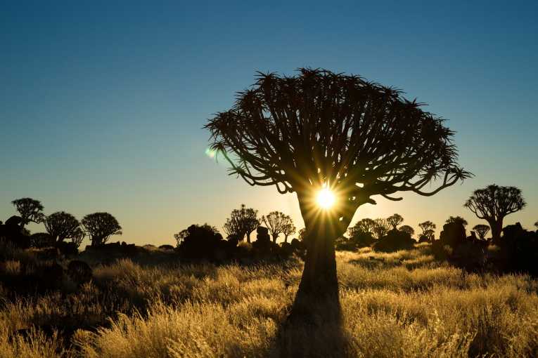 Don't take arid forests for granted says UN