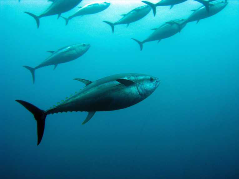 Why you shouldn't eat Bluefin tuna