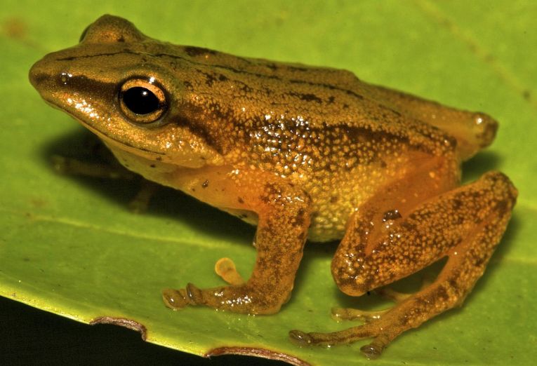 New Colombian forest frogs found.