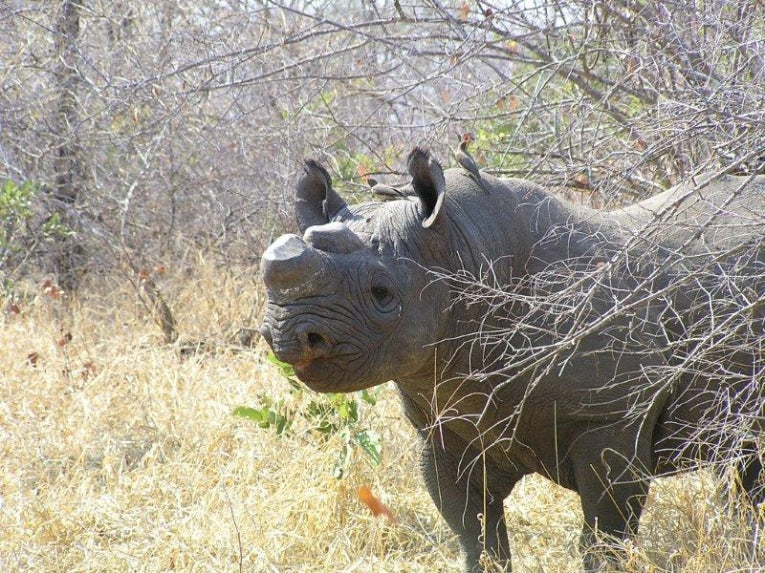 Down on the rhino ranch, dehorning now critical