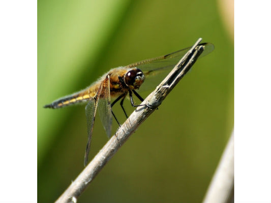 Dragonflies and Damselflies disperse in the heat