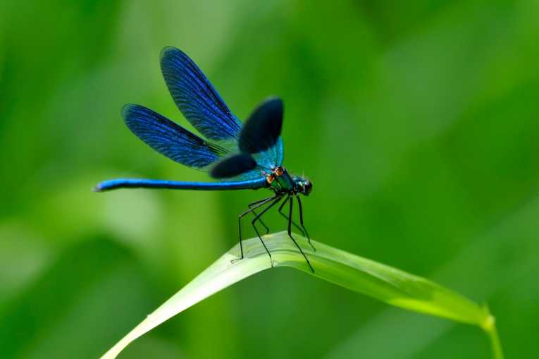 Dragonflies - Indicator Species of Environmental Health
