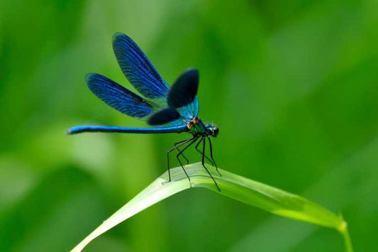 Dragonflies - Indicator Species of Environmental Health