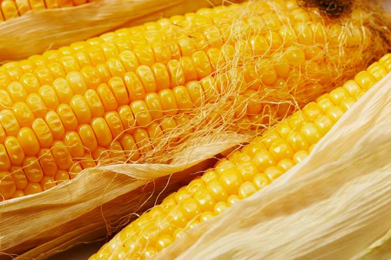 Drought persists, as legislators differ on GM maize
