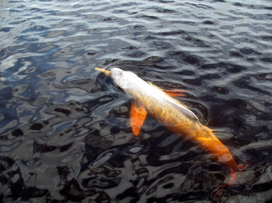 Sad farewell to a river dolphin but genetics prove the Baiji could have survived