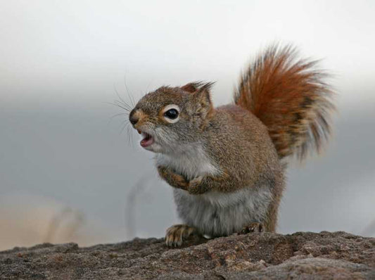 Early South American Mammal