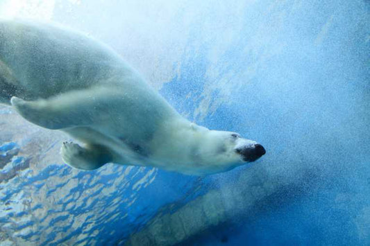 Earth Watch: Melting ice, shrinking polar bears and hot potatoes