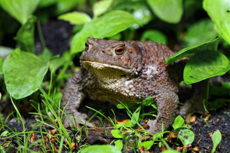 Earthquakes and 'wise toads' predicting them