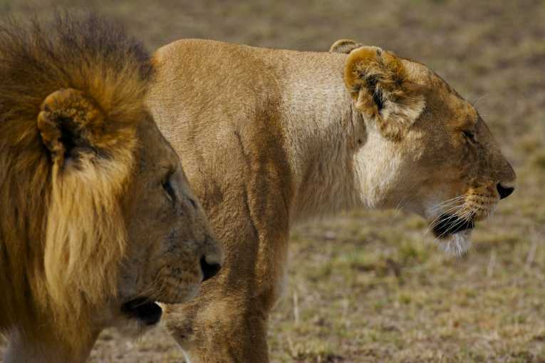 East vs. West: Lion populations in Africa shown to be genetically different