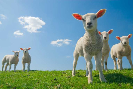 Eating lamb is worst for the environment