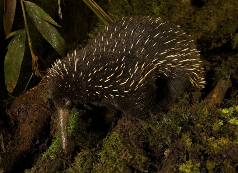 The Echidna that survived for thousands of years
