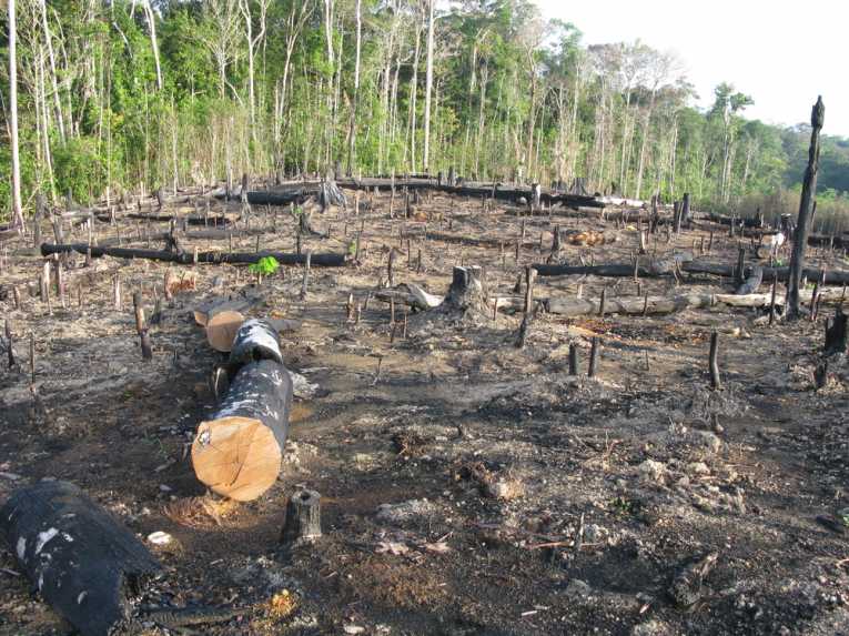Eco forestry rewards scheme 'hits problems'