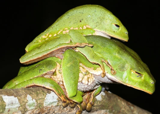 Ecuador dumps the Amazon's most biodiverse reserve