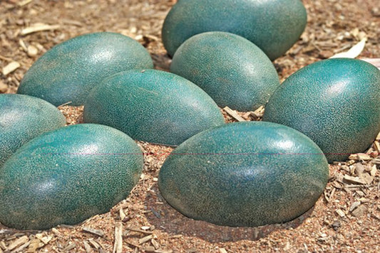 Eggs of elephant birds still reign supreme