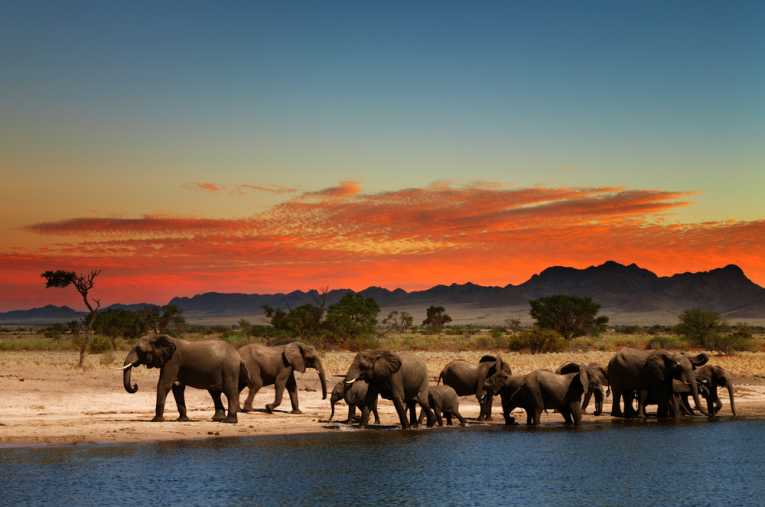 'Elephant killing cannot continue' says WWF