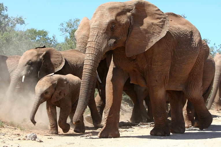 At 22 months, elephants have the longest gestation period on earth