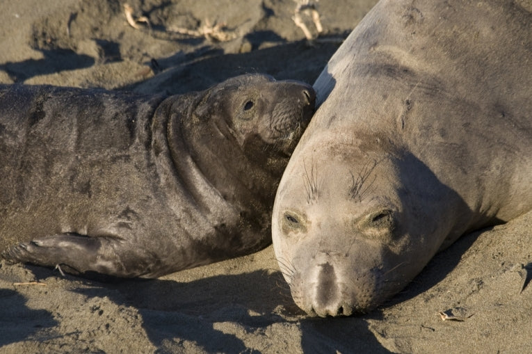 Elephant seal adventures tracked at sea