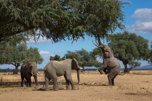 Elephant wars for Kruger