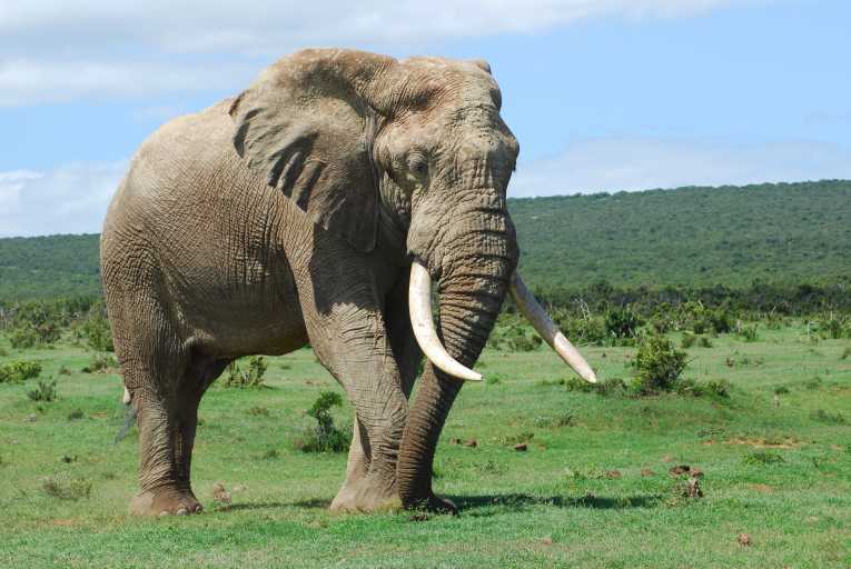 Tracking down the elephant poachers