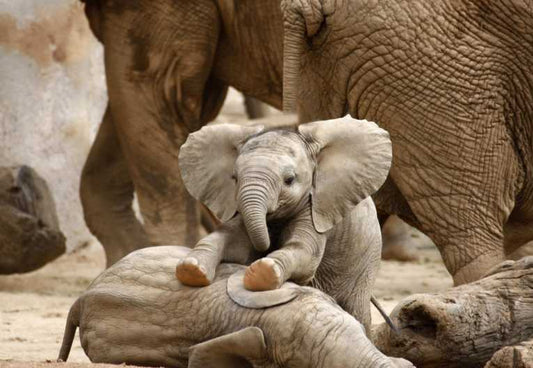 Elephants trumpet dietary changes