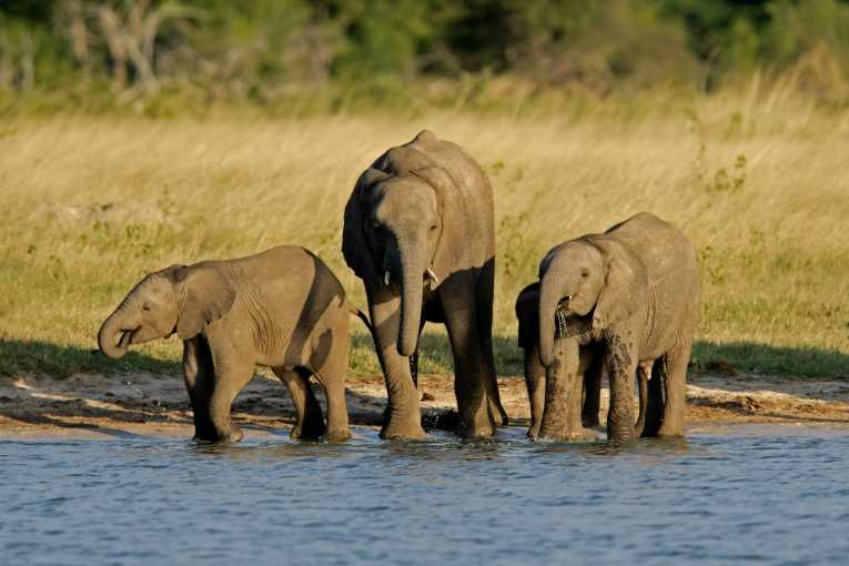 Elephant numbers on the increase in Kenya