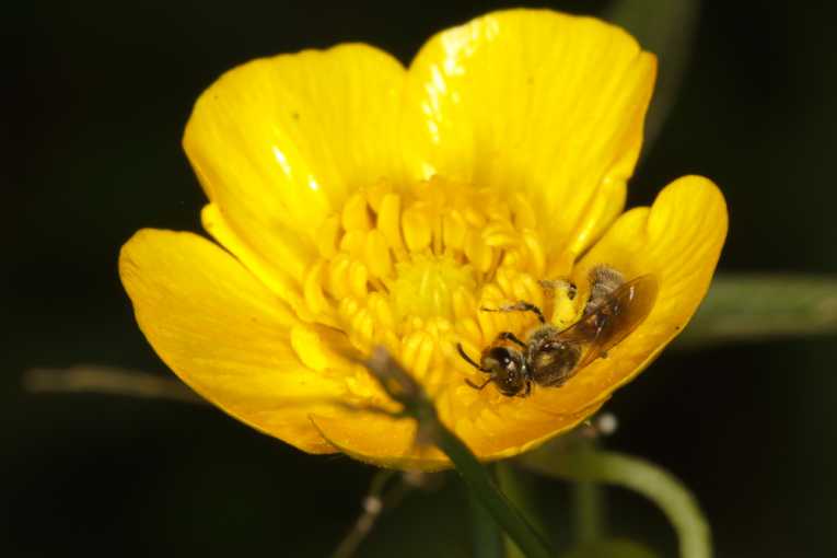 Eleven new bee species