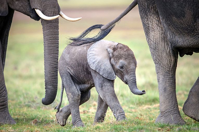 Baby elephants go on holiday to China!