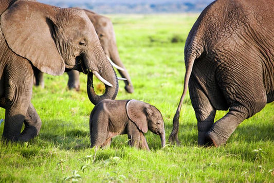 Poaching in Kenya to end?