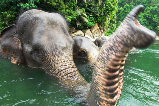 Elephants help National Park, rare tigers, rhinos and the rest!