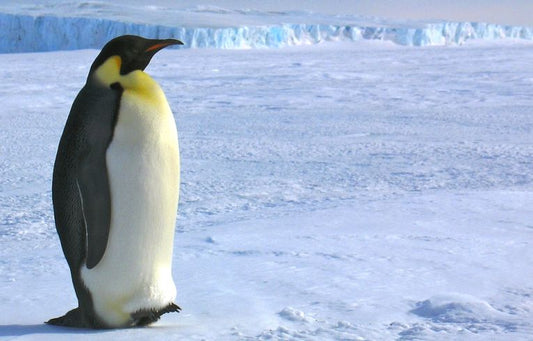 Tallest penguins ever are discovered