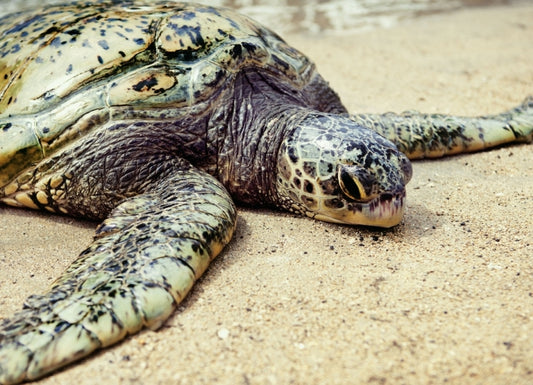 Jaguars preying on green sea turtles creates conservation headache in Costa Rica