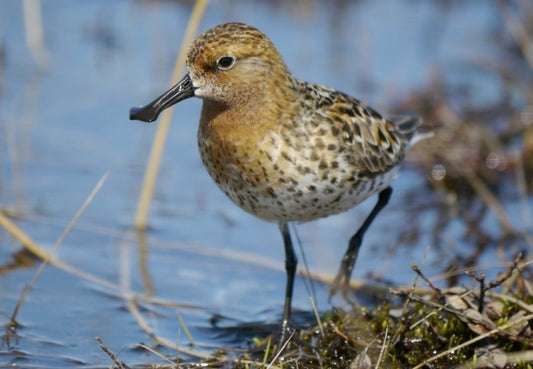 Endangered Spoon-billed Sandpipers arrive in Britain