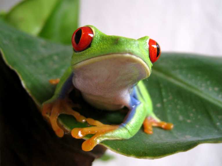 Extinction threat for amphibians around the world