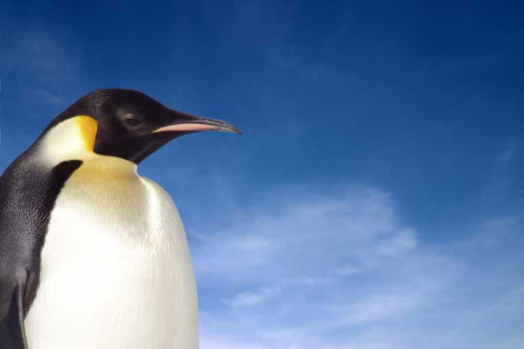 Experts argue over future of 'Happy Feet' penguin