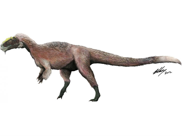 Largest feathered dinosaur discovered in China - Yutyrannus huali or 'beautiful feathered tyrant'