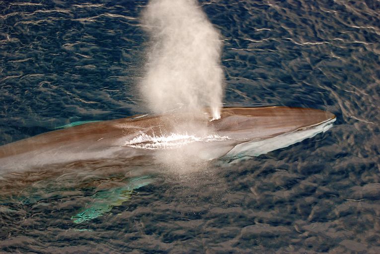 Cooperative fin whales in Baja California