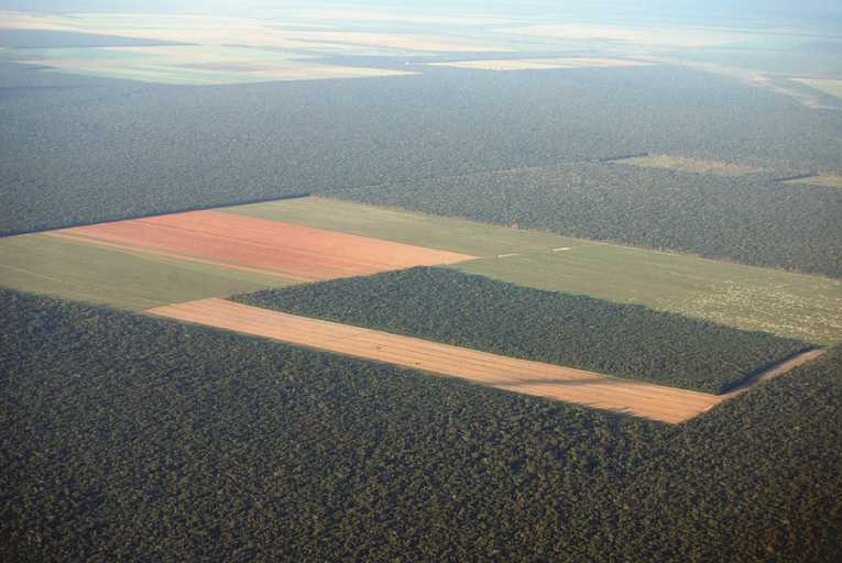 Financial profit or forest protection in Brazil?